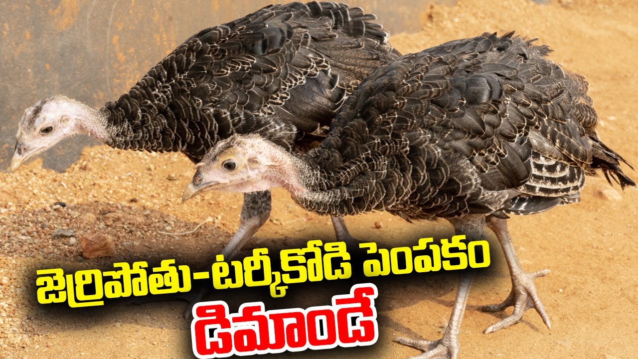 Can Turkey Hens Grow Beards