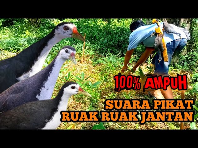 Mantap‼️Suara ruak ruak jantan ‼️sound bird call ‼️ bird traping sound ‼️ creative bird traps  spot class=