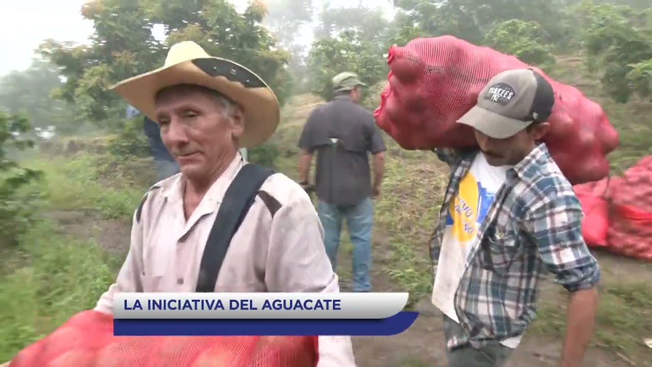 Hechos del Agro - Cosecha de aguacate