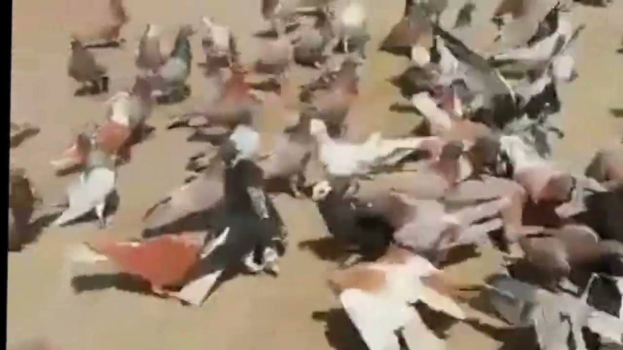 Kabotar bazi😋#vilogpigeon #pigeon #viral