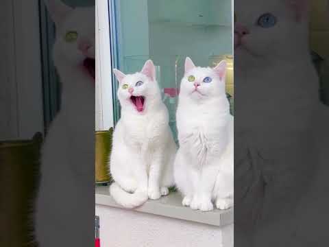 Video: Kucing Comel Kucing Dengan Mata Biru Cantik