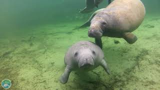 Meet the Manatees