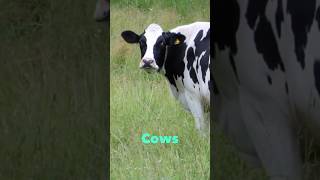 Food Companies Struggle to Deliver Methane Progress