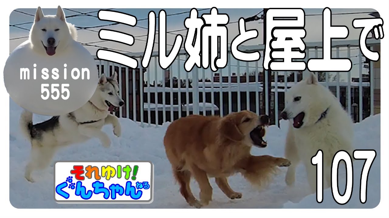 ぐんちゃんとミル姉と屋上で107