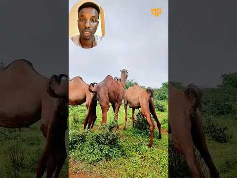 Wali Ma Aragtay Laba Rati Oo Geel Kala Ceshanaya Somalia Haldhashay Dhaqankaagabaro