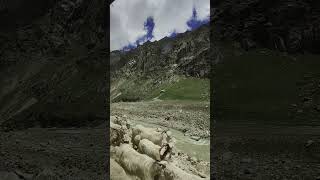 #mountainlife #travel #mountainanimals #adventure #solotravel #nature comment down for location.