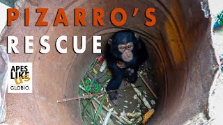 PIZARRO'S RESCUE: A baby chimpanzee survival story by Apes Like Us 138,432 views 3 years ago 7 minutes, 37 seconds