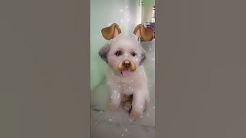 Trying Snapchat filter on Bobby😆🤍🤍 #dog #shorts #funny #cute