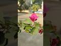 “My Bougainvillea Is On Fire Today! 😳🔥🌺”| daily garden update #gardening #bougainvillea #shorts