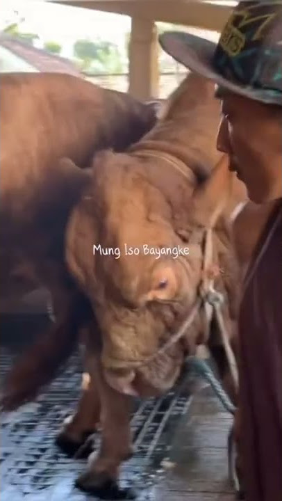 Story sapi #fans setia idn