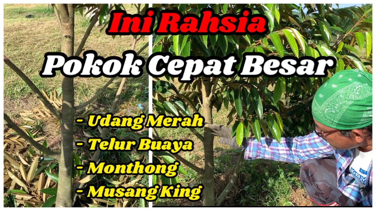 Teknik Pruning 4 Jenis Durian - Rahsia Pokok Cepat Besar & Berbuah