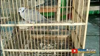 Cara Menjodohkan Burung Cuhu dengan Buring Derkuku Untuk Mencetak Burung Derkuku Sinom