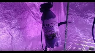 Budly Beerburgler80 MINUS MALES TNB Naturals The Enhancer CO2 generator. Natural CO2 generator #tnb