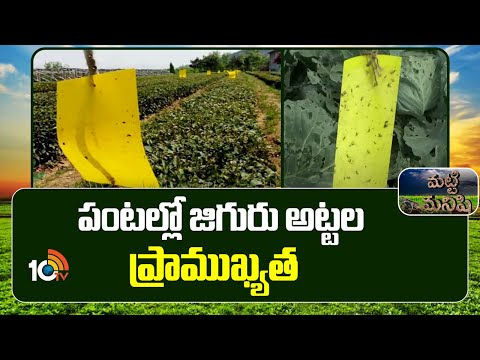 Importance Of Glue Sticks In Crops | పంటల్లో జిగురు అట్టల ప్రాముఖ్యత | Matti Manishi | 10TV - 10TVNEWSTELUGU