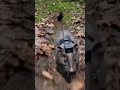 Subterranean POV: Common Shrew Micro-Camera Experiment #wildlifeResearch #pov #shorts