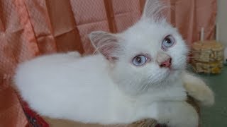 Berikan ini jika kucing diare/mencret tak kunjung sembuh