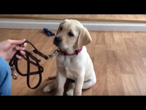 puppy training potty LIVE: Guide Dog Puppy Training | Smudge's Journey Ep 16 | The Dodo