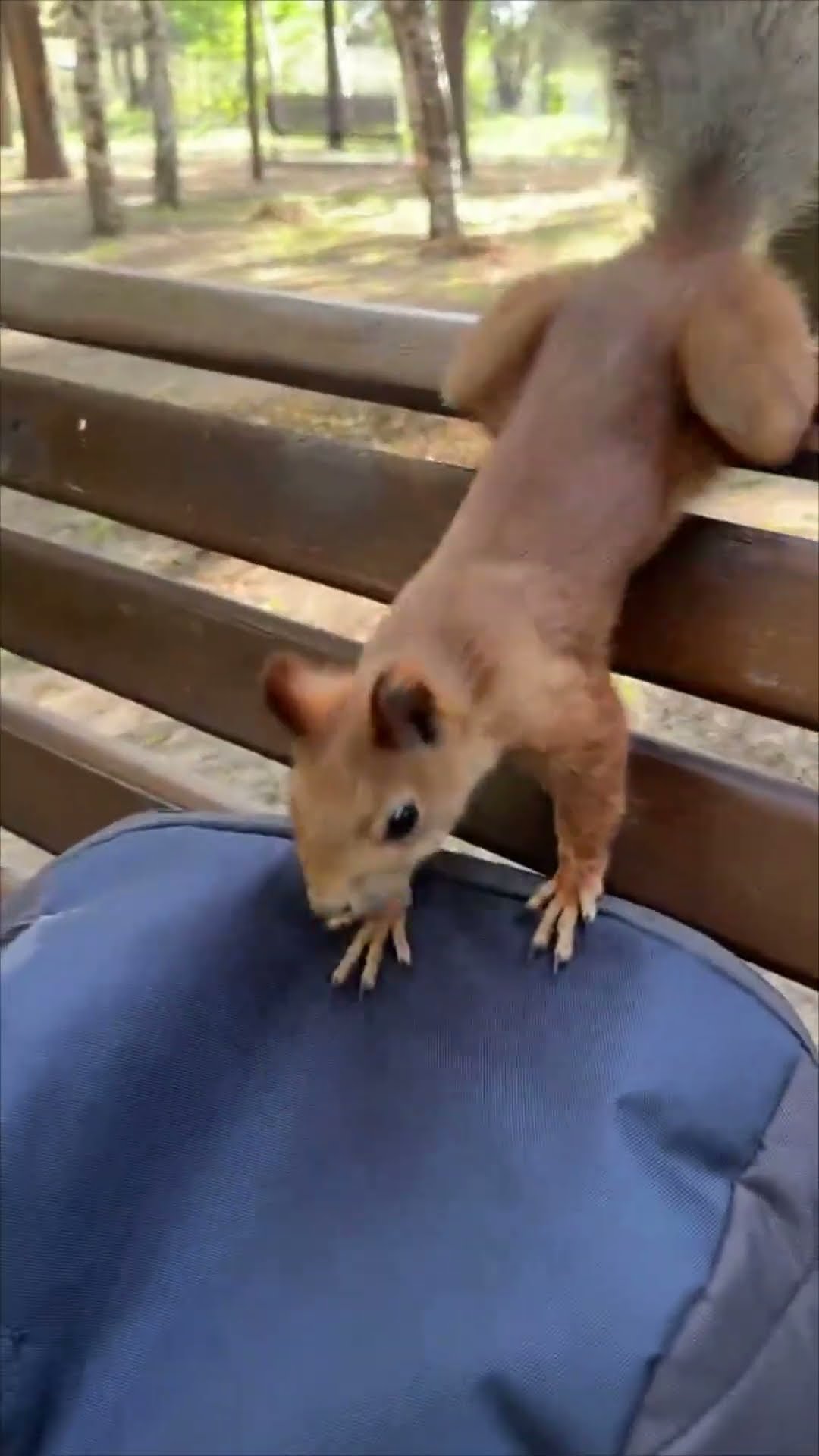 Adorable Squirrel Charms Park-Goer with Unexpected Playfulness