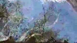 Goldstream Salmon Spawn