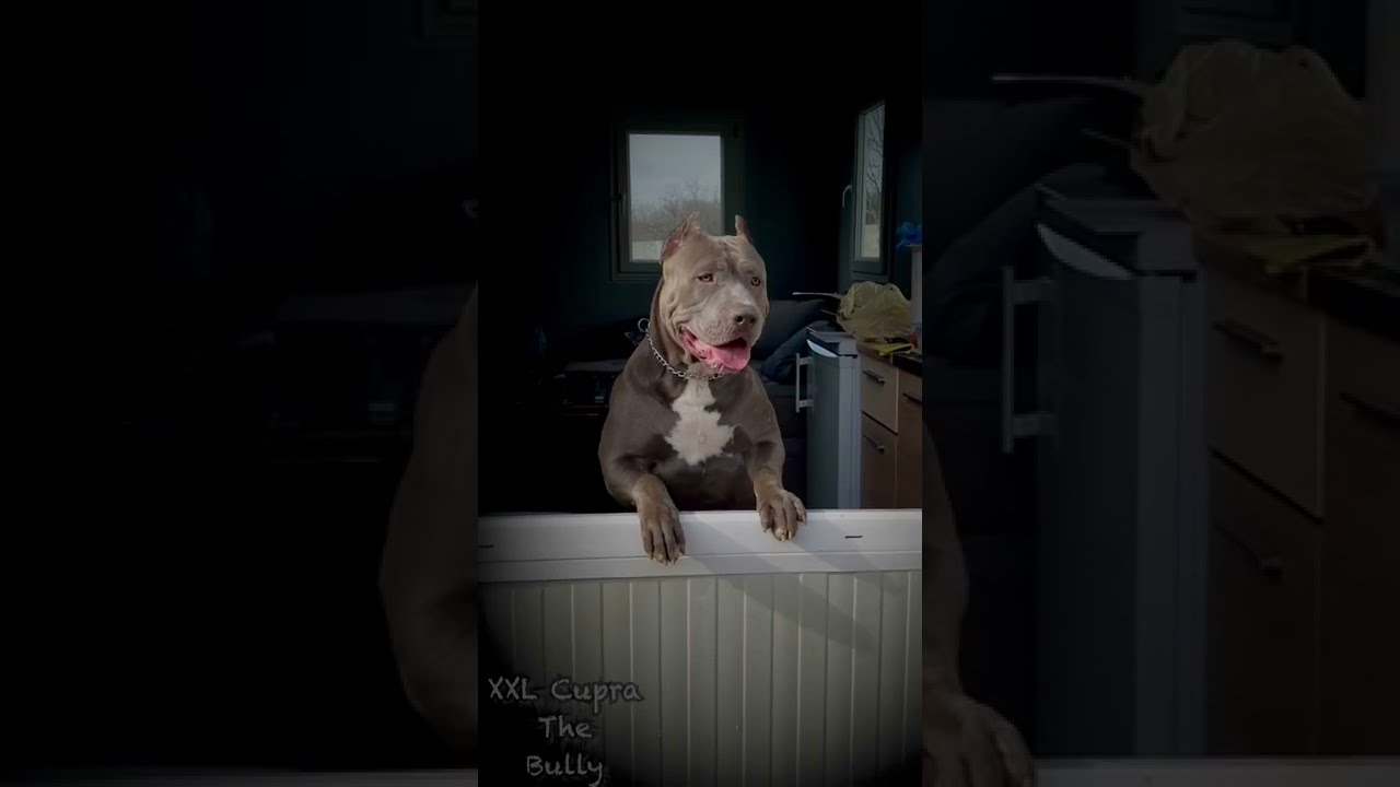 XXL Cupra On Guard DDK9 Hulk Granddaughter 10 5 Months American Bully 