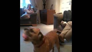 Britain got talent border terrier style