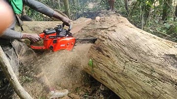 echo 1201 chainsaw cutting through big log,  like a walk through the park