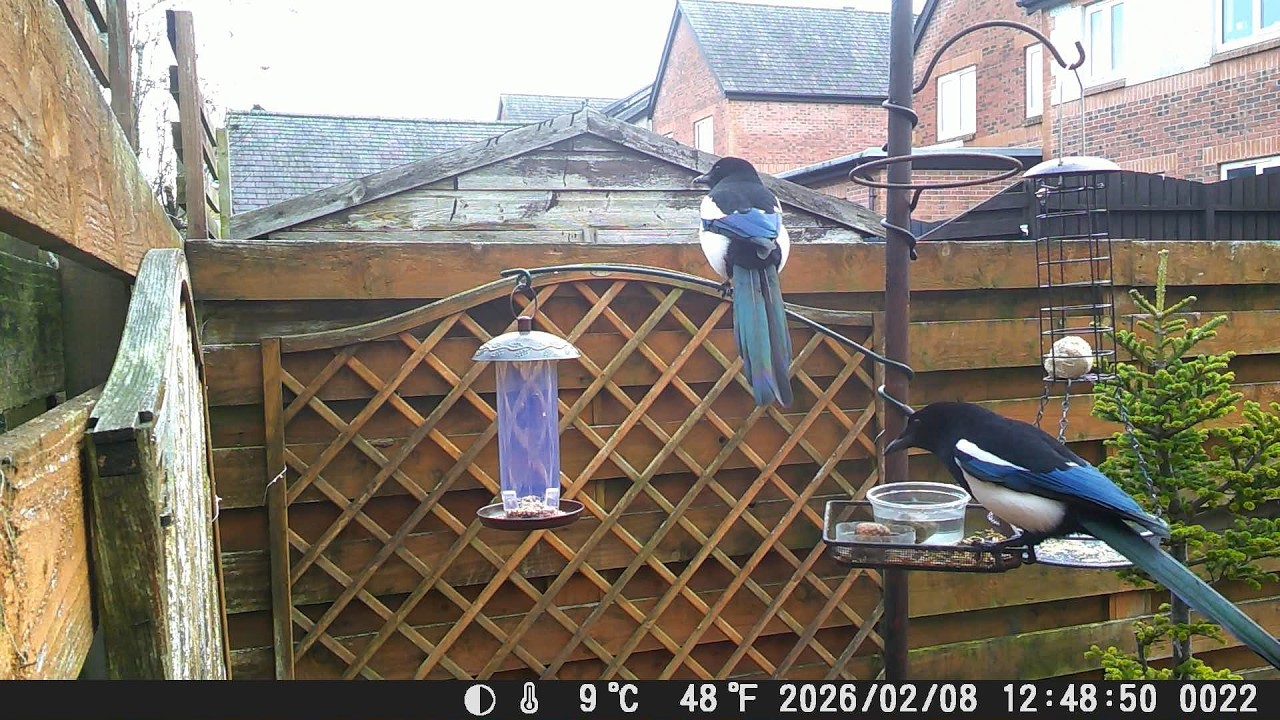 Garden Trail Camera 8th February 2026