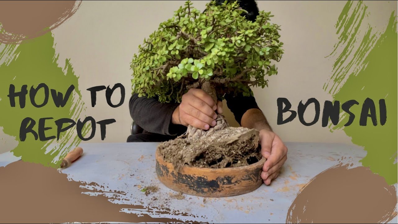 How to Repot Bonsai Dwarf Jade Bonsai (Broom Style) Bonsai Soil Bonsai Pot YouTube