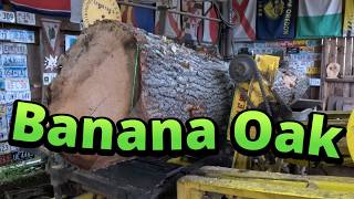 Sawing a banana oak # 917