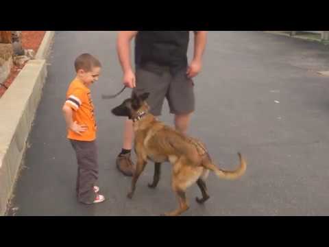 belgian malinois with kids