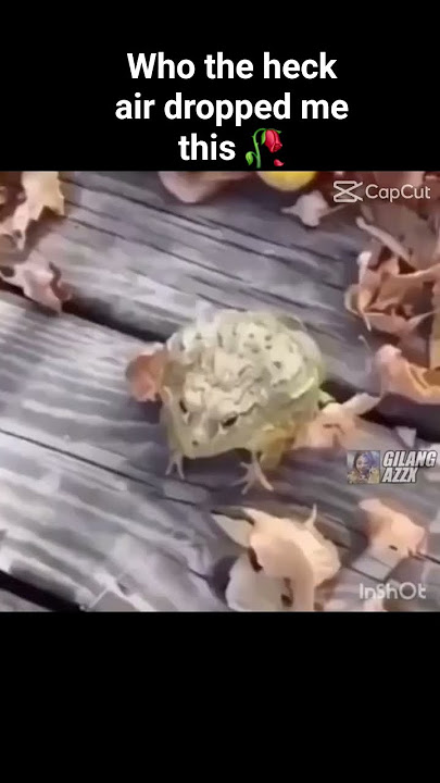 who the hell airdropped me this #memes