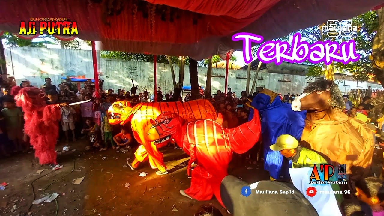 Tarung Macan Burok AJI PUTRA - Live Barisan Losari 2021