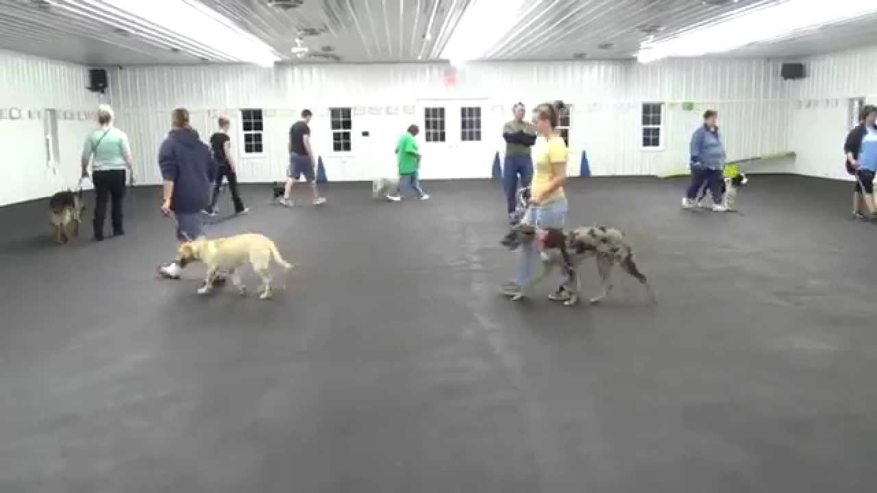 World Class Dog Kennels, Dog Training, McHenry, IL. YouTube