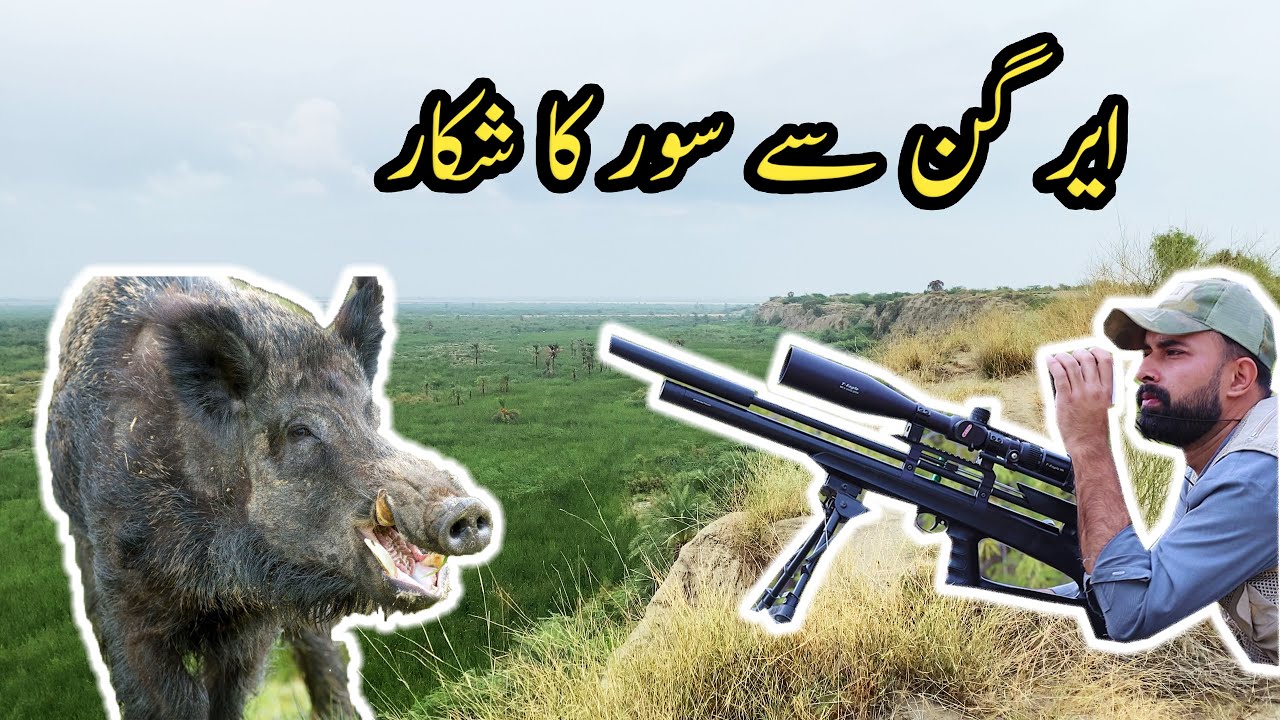 Wild Boar Hunting With Airgun in Pakistan Ep 1 YouTube