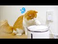猫用の自動給水器『アクアメビウス』を購入してみました！