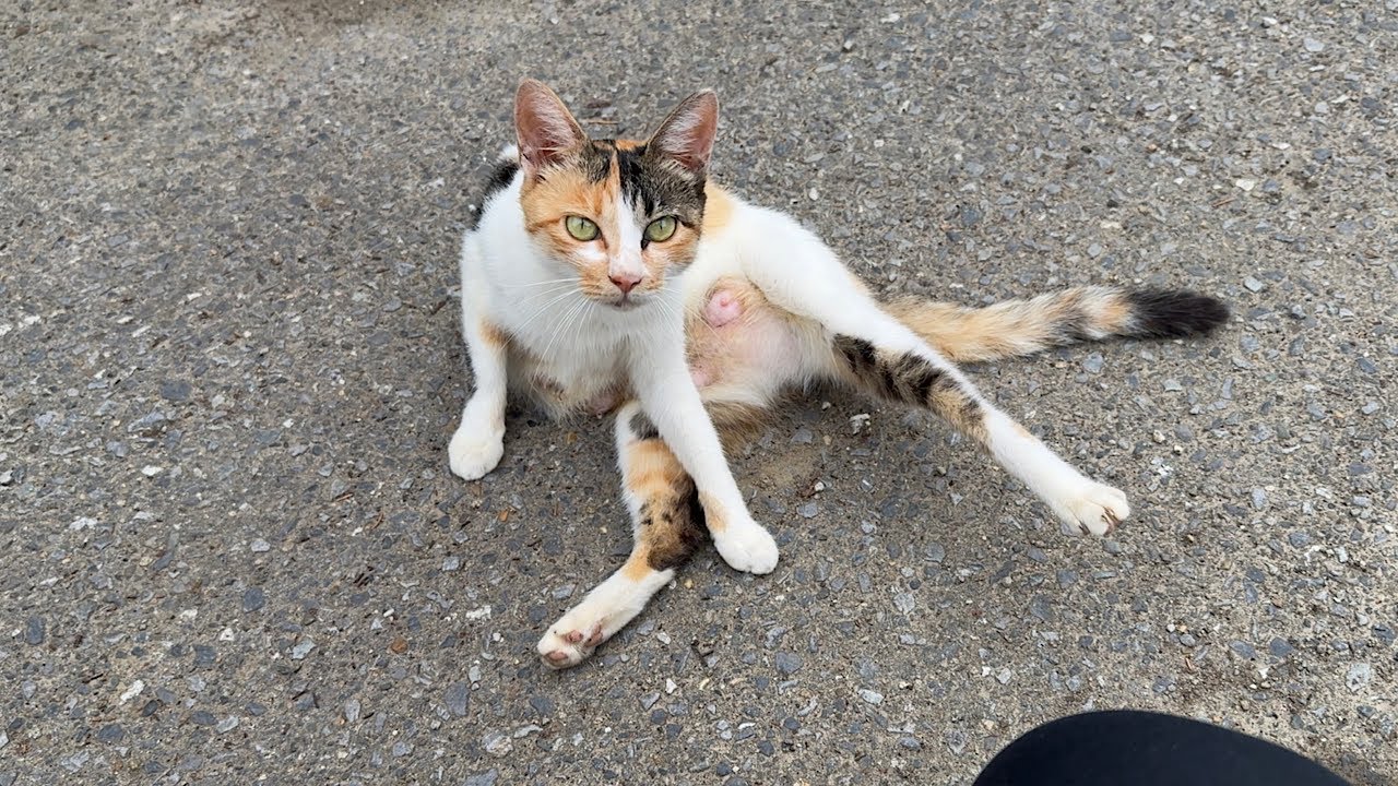 【緊急】保護した子猫の母親を発見しました。