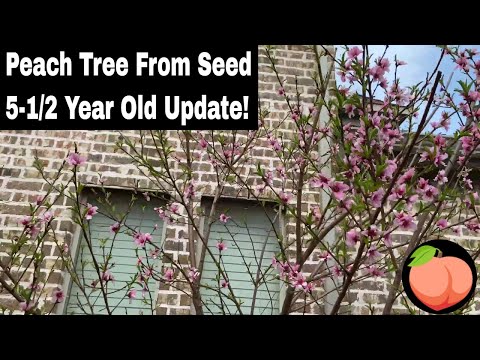 Peach Tree Grown From Seed Update - 5 1/2 Years!