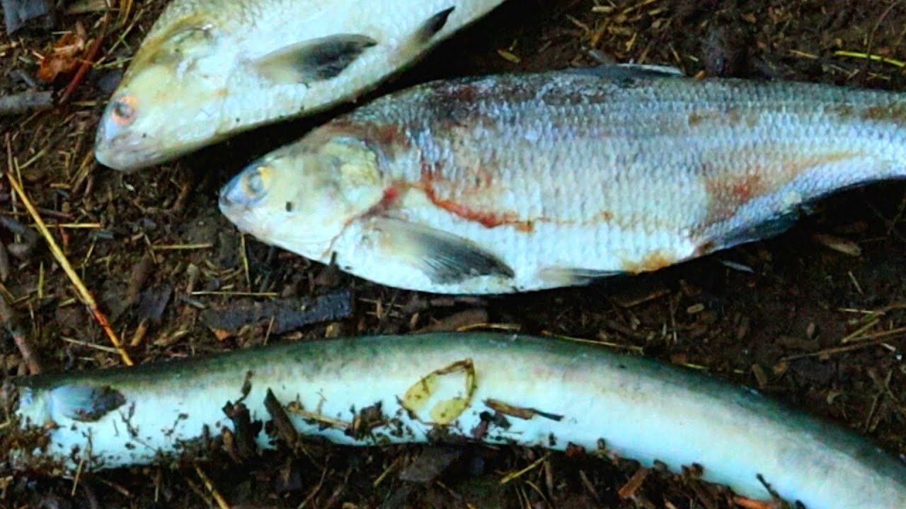 EEL vs SHAD | WHAT BAIT CATCHES MORE CATFISH? (20+ Fish Caught)