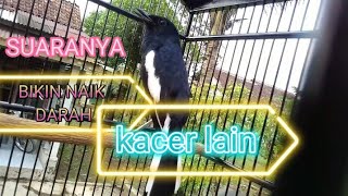 KACER TELAT PANAS COBAIN DEH.!!!