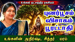 புனர்பூசம் விசாகம் பூரட்டாதி நட்சத்திரம் அதிர்ஷ்ட சித்தர் மரம் | punarpoosam visagam pooratathi
