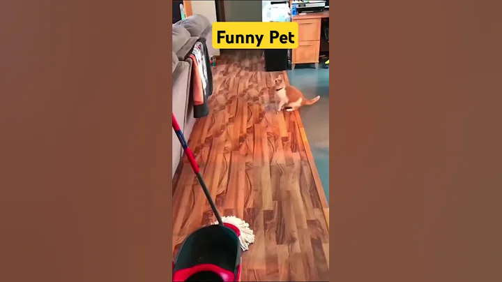 Video 7787061: cat animal lover pet, cat lover pets cute, pet lover funny cats, cat dog animals pets