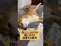 頷いてない…? #柴犬