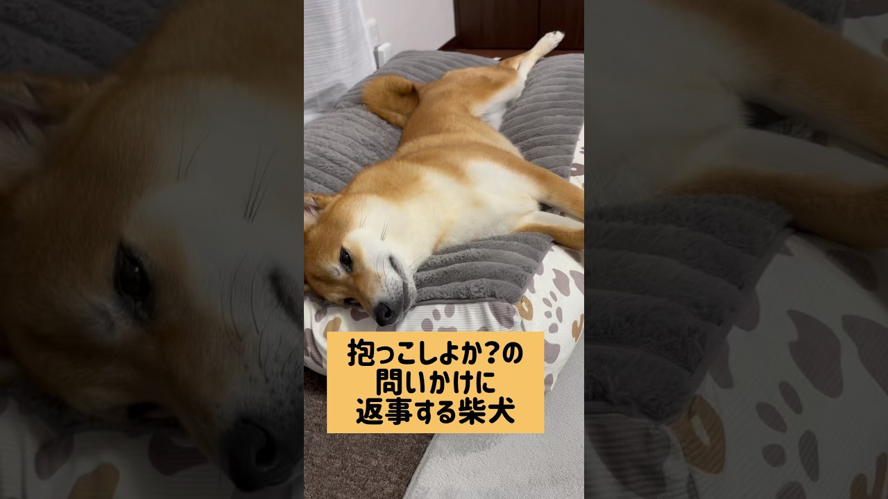頷いてない…？ #柴犬