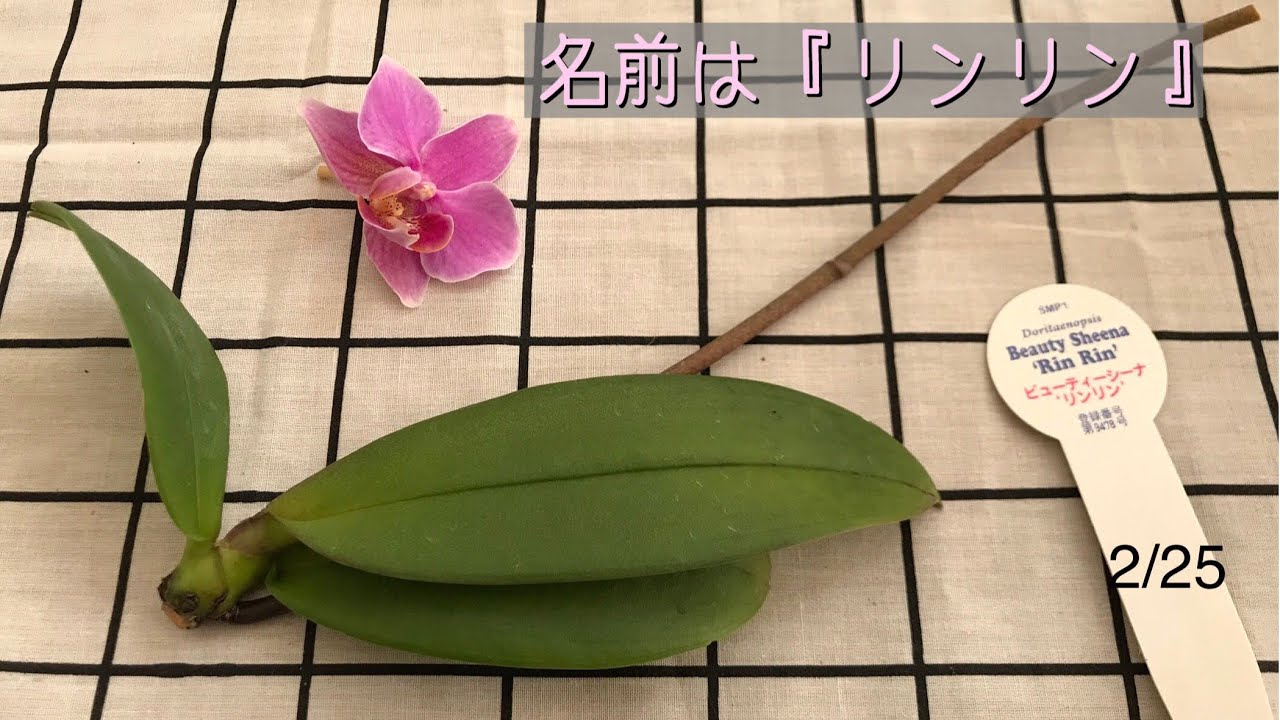 『値下げ品』の植替え。2月ですが緊急で手術しました