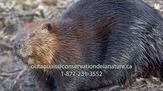Cohabiter avec le castor en Outaouais Cohabiter avec le castor en Outaouais