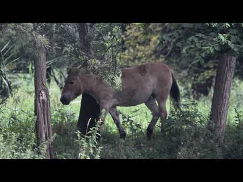 Flevoland; Zeewolde en Natuurpark Lelystad