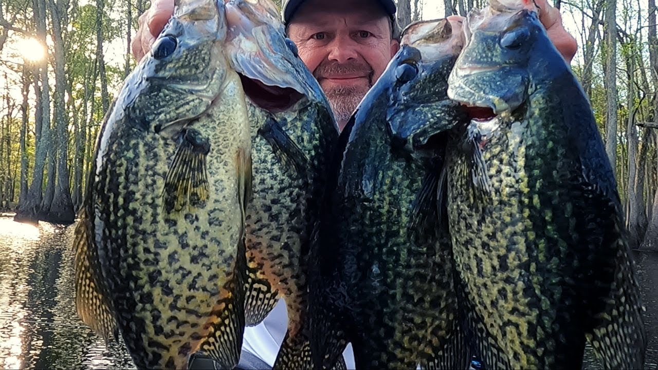 Catching BLACK Crappie in the Shallows like a Pro!