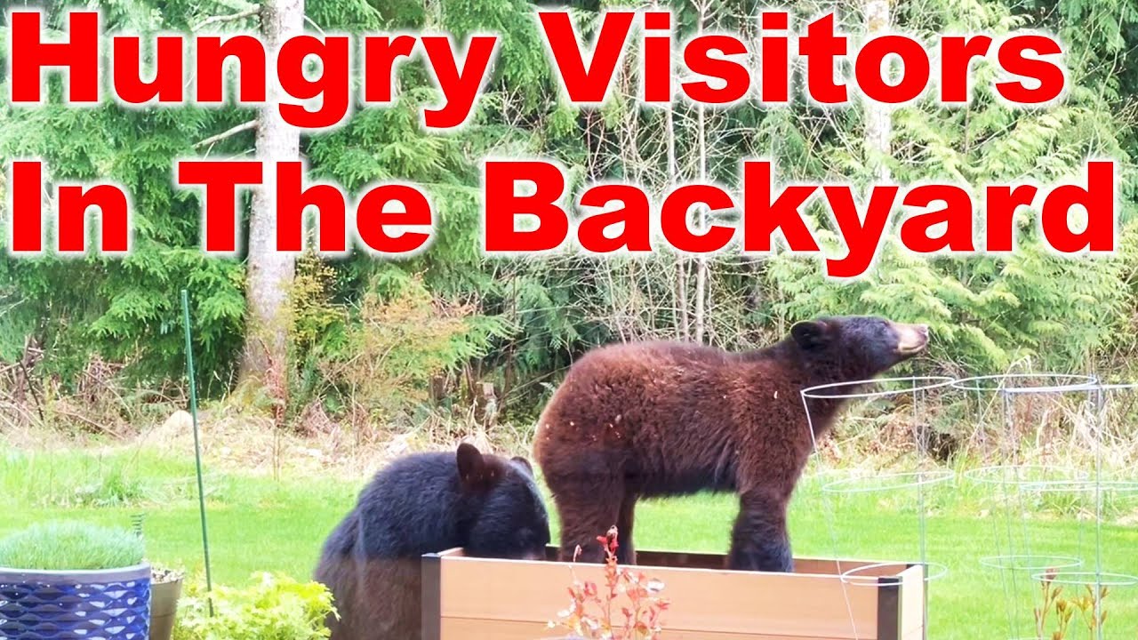Mama Bear with Cubs in our Backyard - YouTube