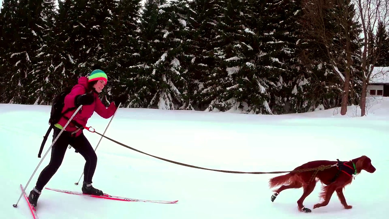 The best way to ski (Winter Dog Skijöring) YouTube