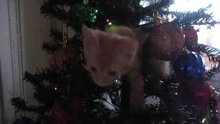 Котик штурмует елку